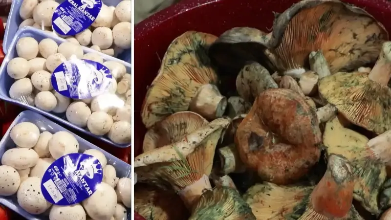 İstanbul'da bir ayda 60 kişi mantar zehirlenmesi nedeniyle hastaneye başvurdu