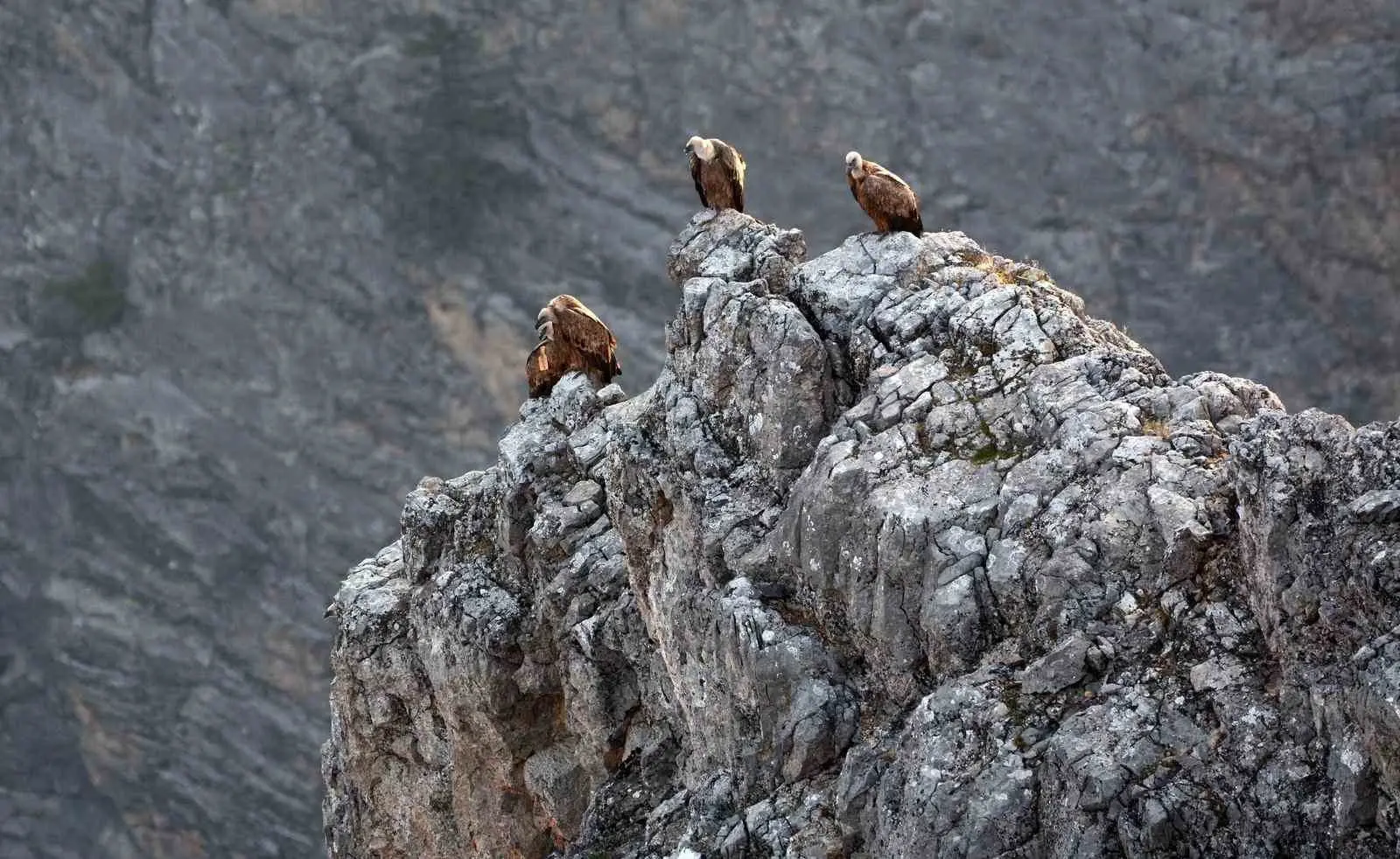 Çipli akbabalar böyle görüntülendi