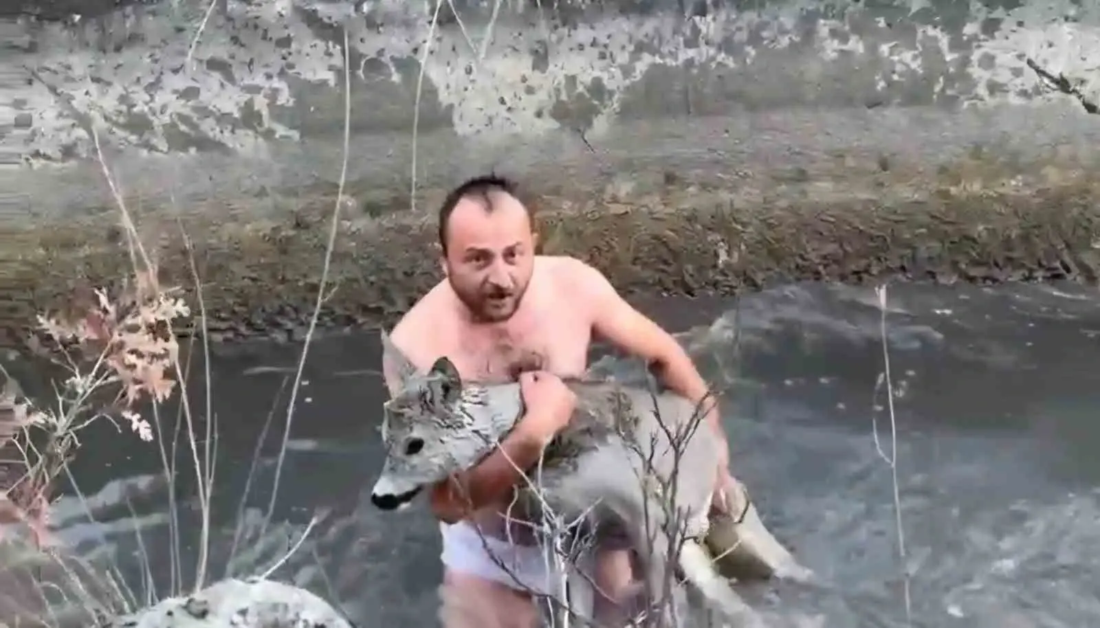 Kütahya’da su kanalına düşen karaca kurtarıldı