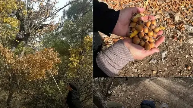 30 yıllık sır: 'İzine rastlanmayan hayırsever' aşıladı! Meyveler bölge halkına gelir oldu