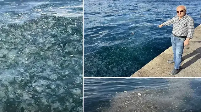 Hayrete düşüren görüntü: Binlercesi Üsküdar kıyılarına vurdu