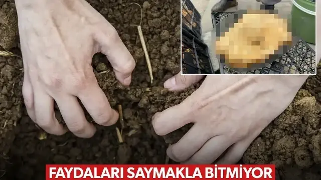 Fiyatı 300'den100 liraya geriledi: Yol kenarlarında satarak para kazanıyorlar