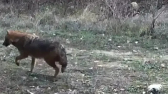 Karabük'te vaşak ve kurt fotokapana yakalandı