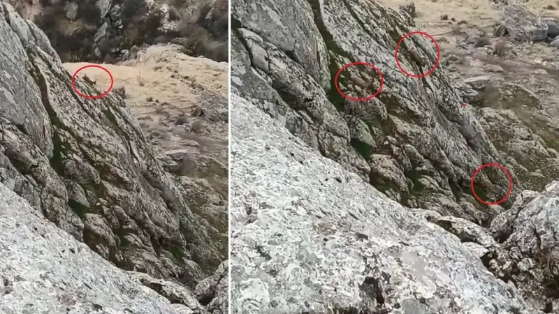 Görüntülerde, dağ keçilerinin yiyecek aradığı görüldü.