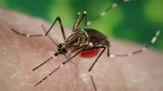 Le chikungunya est une maladie transmise à l'être humain par la piqûre d'un moustique infecté, qui provoque de la fièvre et des douleurs articulaires.