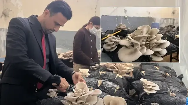 Okulda üretiliyor sofralara geliyor: Muğla'da ilk ve ortaokul öğrencileri başardı, ekonomik getirisi yüksek