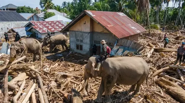 Des membres du Corps de brigade mobile indonésien déployant des éléphants de Sumatra pour aider à dégager les débris d'arbres après les inondations soudaines à Meureudu, dans le district de Pidie Jaya, province d'Aceh, le 8 décembre 2025.