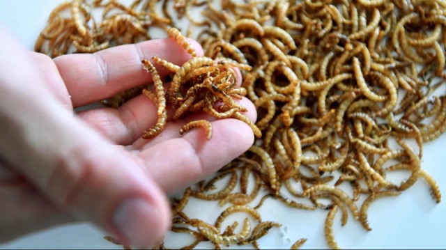 L'Union européenne a autorisé l'intégration de sa poudre dans divers produits alimentaires notamment dans le pain, les pâtes, les gâteaux, voire les compotes de fruits ou de légumes et les fromages.