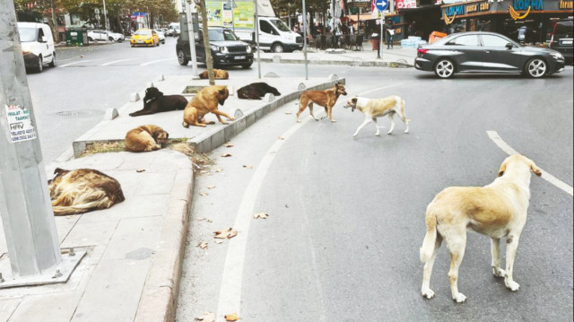 Fotoğraf: Arşiv