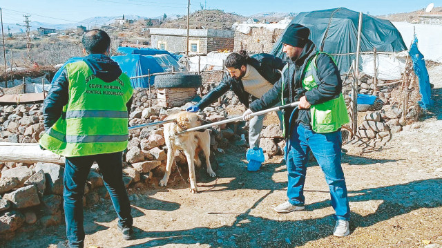 Mahalledeki hayvanlar aşılandı, sahipsiz hayvanlar da barınağa götürüldü.