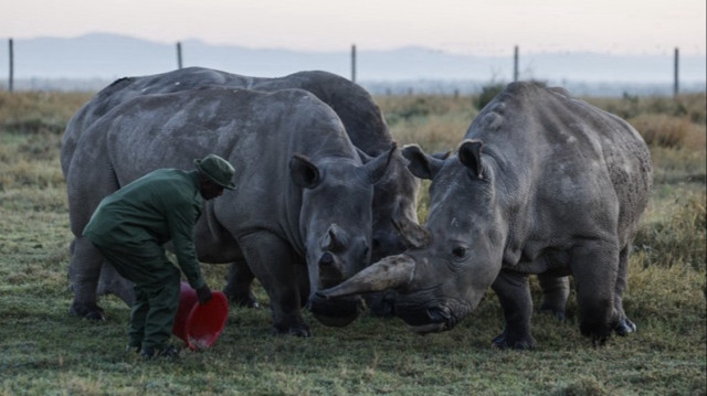 Zacharia Mutai, soigneur en chef à Ol Pejeta, nourrit les derniers rhinocéros blancs du Nord, Najin et Fatu dans le comté de Laikipia au Kenya, le 20 février 2025.
