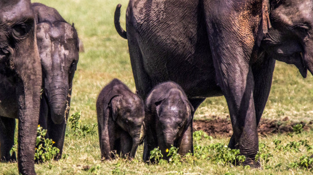 Au Sri Lanka, des gardes forestiers ont repéré ce qui semble être des bébés éléphants jumeaux très rares - c'est la première fois qu'ils sont observés dans ce pays. (2020)