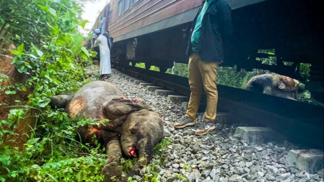 Un train express sri-lankais a percuté un troupeau d’éléphants traversant la voie ferrée avant l’aube, le 20 février 2025.