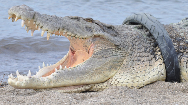 Le garçon de 10 ans a sauté dans une rivière de la province de Kalimantan occidental à Bornéo, l'une des îles les plus riches en biodiversité du monde, lorsqu'un crocodile de quatre mètres de long l'a attaqué, selon un ami.