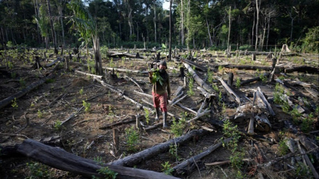 La déforestation en Colombie augmente en 2024, en grande partie à cause de l'accaparement de terres par des groupes armés.