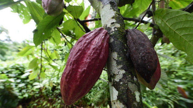 Un plant de cacao dans le village de Shofolu, dans l'État d'Ogu, au sud-ouest du Nigeria.