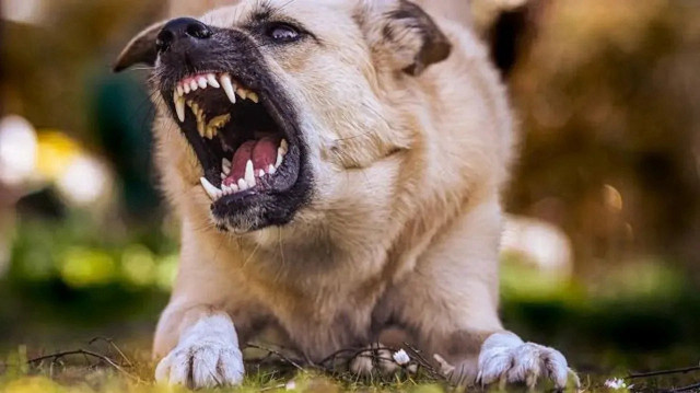 Şanlıurfa'da iki kişinn yaralandığı köpek saldırılarıyla ilgili adli soruşturma başlatıldı.