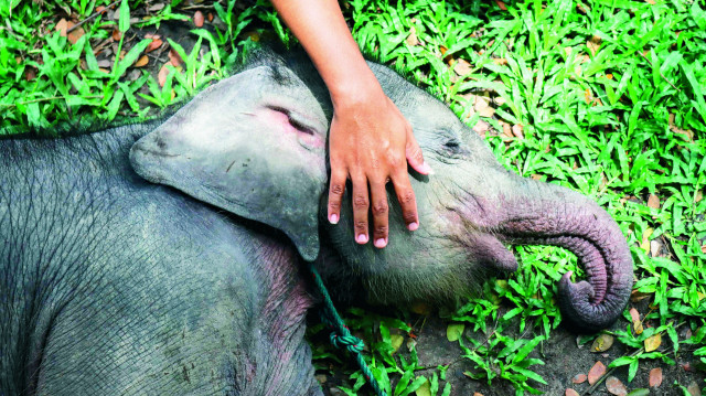 <h2>Hayat mücadelesi</h2><p>Sumatra’da annesinden ayrılan iki aylık yavru fil, Riau’daki Minas Fil Eğitim Merkezi’nde bakıma alındı. Yağmur ormanlarının sessiz çığlığı olan bu sevimli yetim, yeni yuvasında hayata tutunmaya çalışıyor. (Fotoğraf: Wahyudi / AFP)</p>