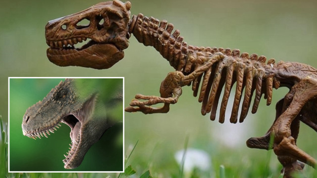 Araştırmacılar, milyonlarca yıl önce yaşamış iki parmaklı yeni dinozor türü keşfetti.