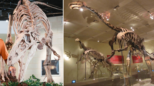 Araştırmacılar, milyonlarca yıl önce yaşamış iki parmaklı yeni dinozor türü keşfetti.
