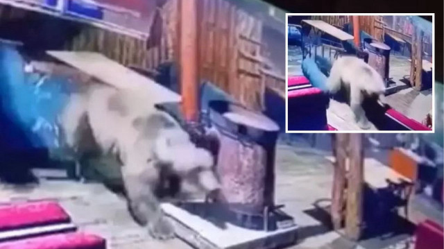 Bursa Uludağ’da bir işletmeye akşam saatlerinde giren ayı masaları devirip kaçtı. O anlar güvenlik kamerasına anbean yansıdı.
