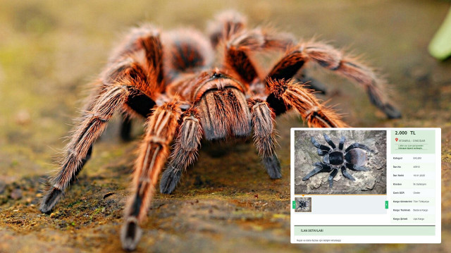 İnternette yasa dışı tarantula satışı