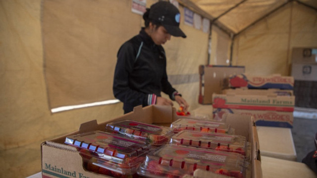 Un ouvrier emballe des fraises pour les vendre à Michoacan, au Mexique, le 5 mars 2025.
