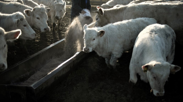 La fièvre aphteuse, une maladie virale hautement contagieuse affectant les bovins, ovins et porcins, est inoffensive pour l’homme mais peut avoir de graves conséquences économiques.