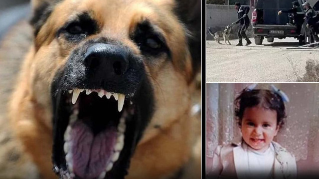 Konya’da sahipsiz köpekler 2 yaşındaki Rana’yı hayattan kopardı.