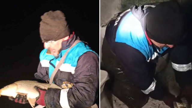 Ağlardan çıkan sazan balıkları canlı olarak göle geri bırakıldı.