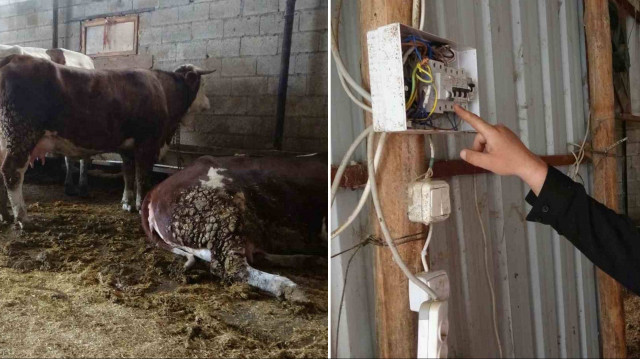 Ahıra çekilen hatta meydana gelen kısa devre sonucu hayvanlar akıma kapıldı.
