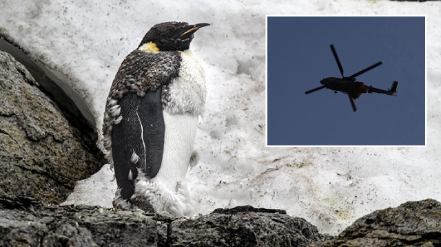 Güney Afrika'da ocak ayındaki helikopter kazasına kabine alınan penguenin neden olduğu açıklandı.