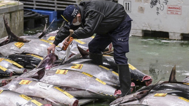 Un participant inspecte le thon alors que les vendeurs en gros et les acheteurs assistent à la première vente aux enchères de thon de la nouvelle année au marché aux poissons de Toyosu à Tokyo, le 5 janvier 2024.