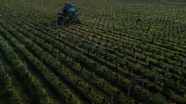 Un tracteur enjambeur dans les vignes du Château Smith Haut-Lafitte pendant la Semaine des Primeurs dans l'appellation "Graves" de la région de Bordeaux, à Martillac, dans le sud-ouest de la France, le 17 avril 2025.