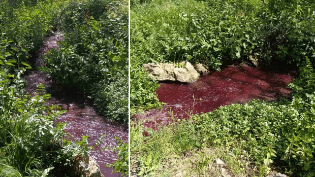 Kan ağlayan dere: Turşu suyu atıkları nedeniyle tarlaları kuruttu