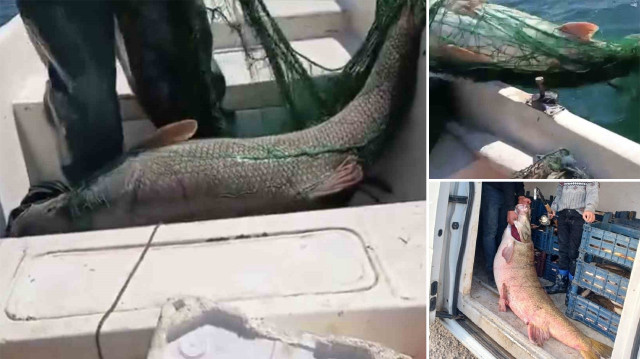 Balıkçı İsmail Demirel tarafından 72 kilogram ağırlığında bir turna balığı tutuldu.