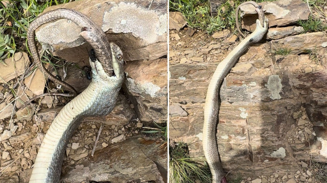 Yaklaşık 1,5 metre uzunluğundaki yılan, bir metre uzunluğundaki yılanı yerken görüntülendi. 