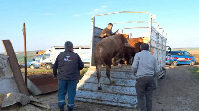 Tekirdağ'a kaçak yollarla 15 büyükbaş hayvan sokan şoför ve hayvanların sahibine 130 bin lira ceza verilirken hayvanlar kesilerek imha edildi