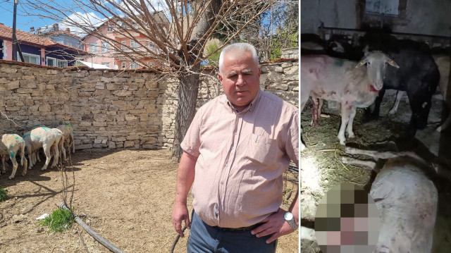 Koyun sahibi kendisini zor kurtardığını söyledi.