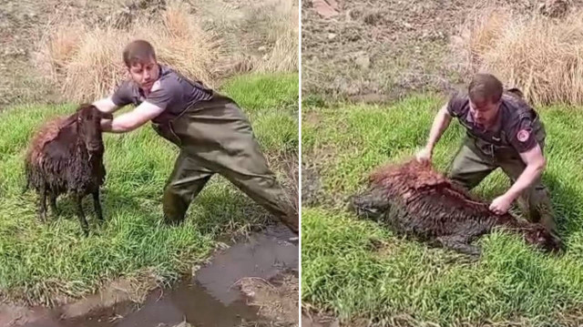 Ekipler, küçükbaş hayvanı saplandığı bataklıktan kurtararak sahibine teslim etti.