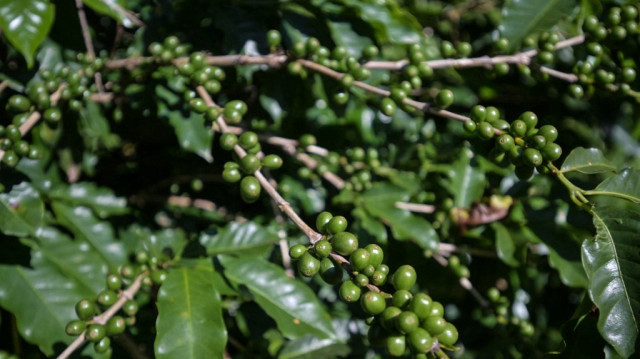 Vue d'une plantation de café biologique à Divinolandia, à quelque 270 km au nord-est de Sao Paulo, au Brésil, le 10 janvier 2025.