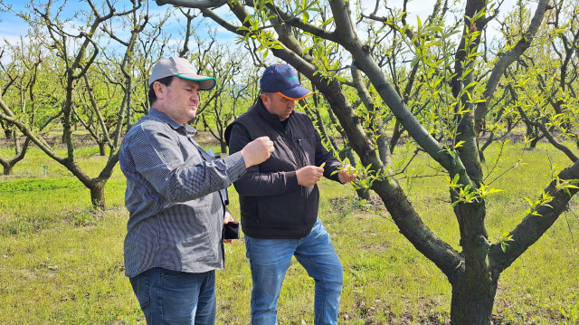 Zirai don kontrolü yapan Tarsim yetkilileri.