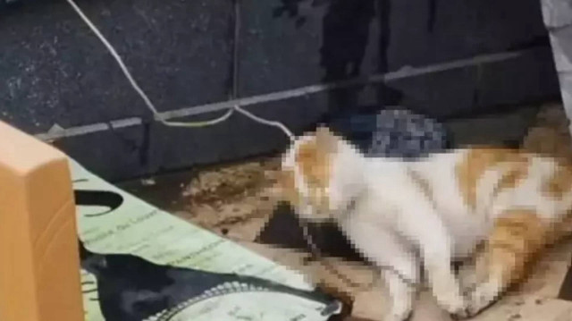 Samsun'un Atakum ilçesindeki cami avlusunda iple boğulmuş halde bir kedi bulundu.