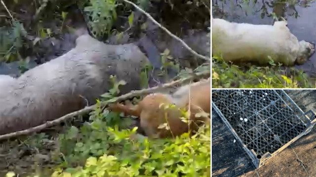 Akyazı ilçesi Vakıf Mahallesi tarlalık alanda 2'si sahipli 8 köpeğin zehirlendi.