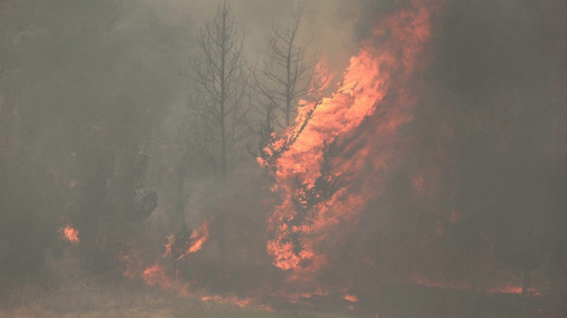 Les flammes engloutissent les arbres lors d'un incendie de forêt près de la ville de Bet Shemesh, dans le centre d'Israël, le 30 avril 2025.