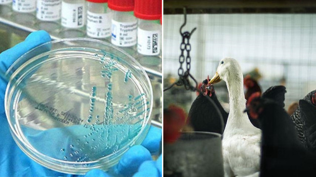 Meksikalı yetkililer, "H5N1"in şu ana kadar insandan insana bulaştığına dair bir kanıtın olmadığını vurguladı.