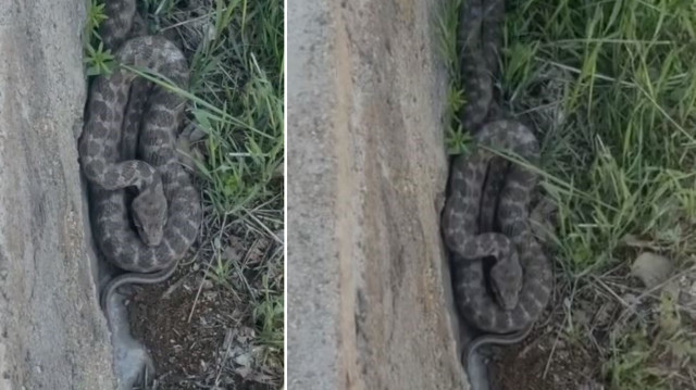 Zehirli koca engerek yılanı Elazığ'da görüntülendi.