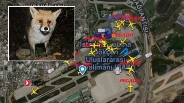 Sabiha Gökçen Havalimanı'nda kalkış için hazırlık yapan pilot, taksi yolunda tilkinin gezdiğini bildirdi.