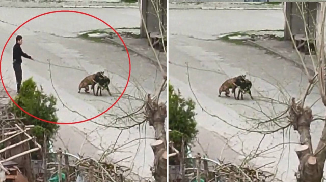 Köpeklerin ilk önce bir süre havladığı, sonrasında ise kavga ettikleri anlar böyle kaydedildi.