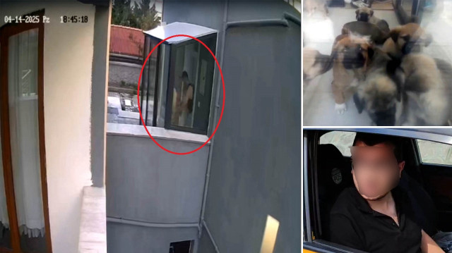 Doktorun sahiplenip öldürdüğü iddia edilen köpek sayısı 26'ya ulaştı. 